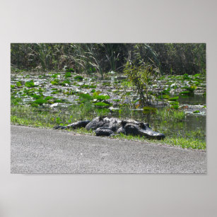 Alligator auf Alligator Alley, Fl Poster