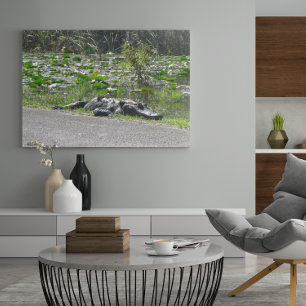 Alligator auf Alligator Alley, Fl Poster