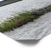 Alligator auf Bäreninsel, South Carolina Poster (Ecke)