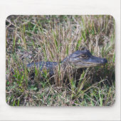 Alligator Baby Animal Niedlich Fotograf Mousepad (Vorne)