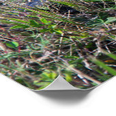 Alligator Baby Grass Florida Poster (Ecke)