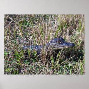 Alligator Baby Grass Florida Poster