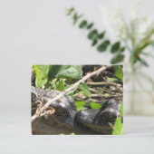 Alligator Babys Postkarte (Stehend Vorderseite)
