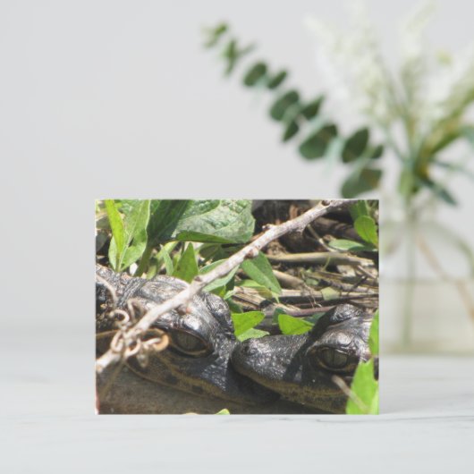 Alligator Babys Postkarte (Stehend Vorderseite)