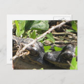 Alligator Babys Postkarte (Vorne/Hinten)