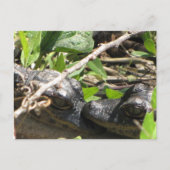 Alligator Babys Postkarte (Vorderseite)
