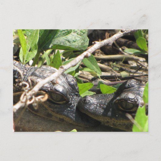 Alligator Babys Postkarte (Vorderseite)