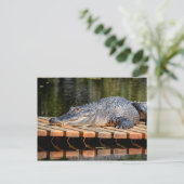 Alligator bei Homosassa Springs Wildlife Staat Par Postkarte (Stehend Vorderseite)