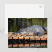 Alligator bei Homosassa Springs Wildlife Staat Par Postkarte (Vorne/Hinten)