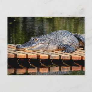 Alligator bei Homosassa Springs Wildlife Staat Par Postkarte