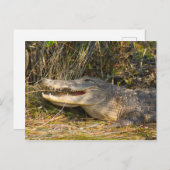 Alligator, Canaveral National Seashore, Florida Postkarte (Vorne/Hinten)
