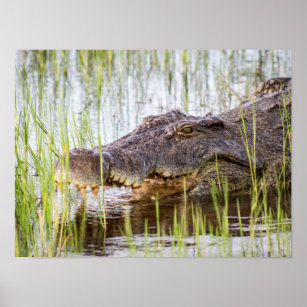 Alligator Crocodiles Wildlife Africa Poster