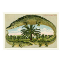 Alligator Druck 1