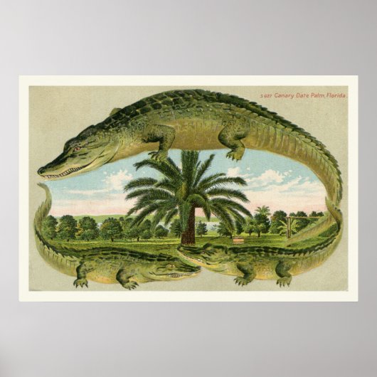 Alligator Druck 1 Poster (Vorne)
