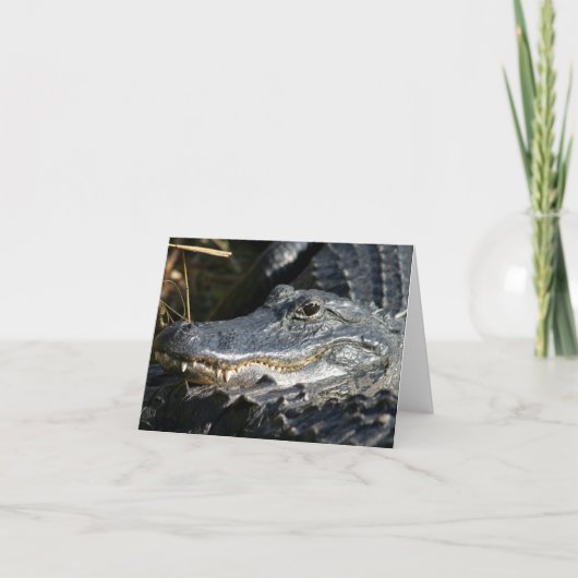 Alligator, Everglades Blank Notecard Karte (Vorderseite)