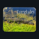 Alligator, Everglades National Park, Florida Magnet<br><div class="desc">Foto eines Alligators,  der sich im Nationalpark Everglades,  Florida,  sonnt.</div>