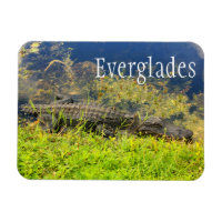 Alligator, Everglades National Park, Florida