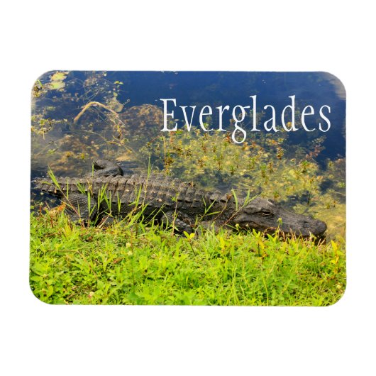 Alligator, Everglades National Park, Florida Magnet (Horizontal)