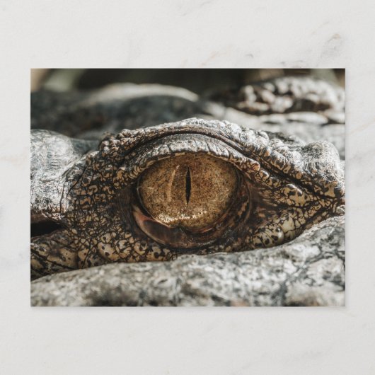 ALLIGATOR EYE NAH-UP POSTKARTE (Vorderseite)