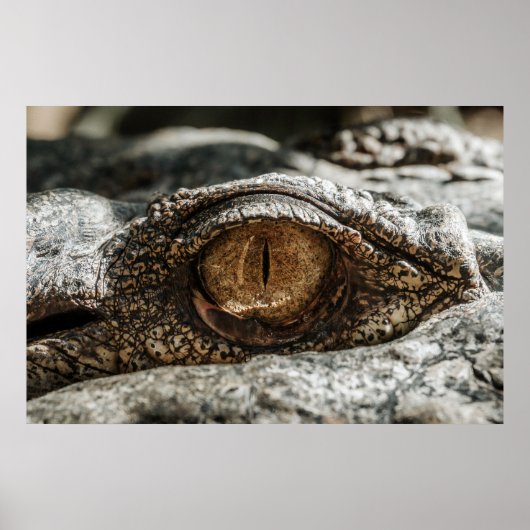 ALLIGATOR EYE POSTER (Vorne)