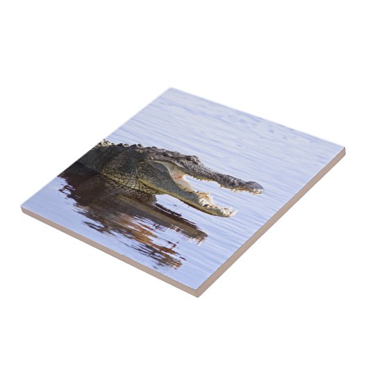 Alligator Fliese (Seite)