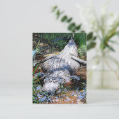Alligator (Florida, Louisiana und Mississippi) Postkarte (Stehend Vorderseite)