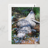 Alligator (Florida, Louisiana und Mississippi) Postkarte (Vorne/Hinten)