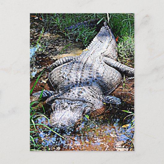 Alligator (Florida, Louisiana und Mississippi) Postkarte (Vorderseite)