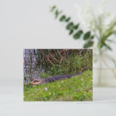 Alligator Florida Wetlands Foto Postkarte (Stehend Vorderseite)