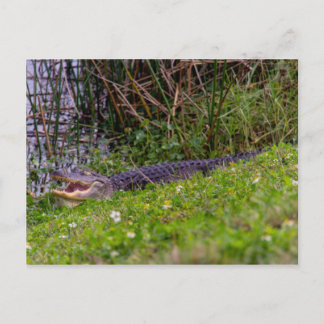 Alligator Florida Wetlands Foto Postkarte