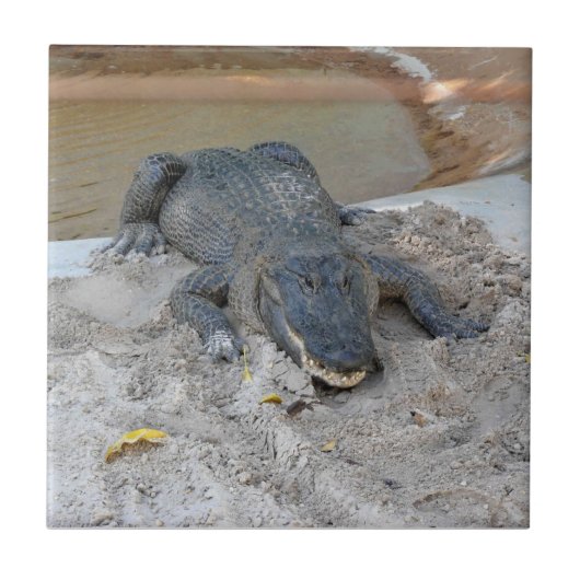 Alligator, Fort Lauderdale, Florida Fliese (Vorderseite)