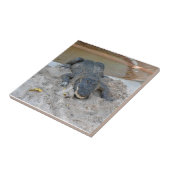 Alligator, Fort Lauderdale, Florida Fliese (Seite)