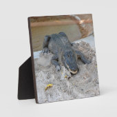 Alligator, Fort Lauderdale, Florida Fotoplatte (Vorderseite)