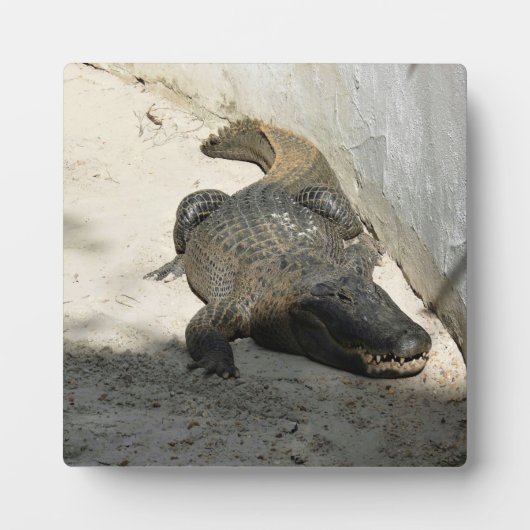 Alligator, Fort Lauderdale, Florida Fotoplatte (Vorderseite)