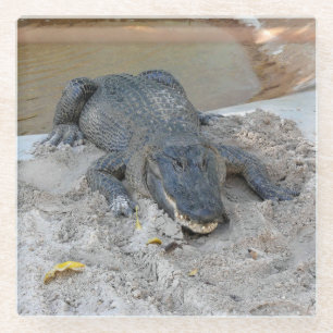 Alligator, Fort Lauderdale, Florida Glasuntersetzer