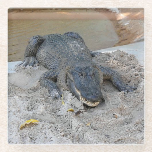 Alligator, Fort Lauderdale, Florida Glasuntersetzer (Vorderseite)