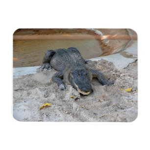 Alligator, Fort Lauderdale, Florida Magnet