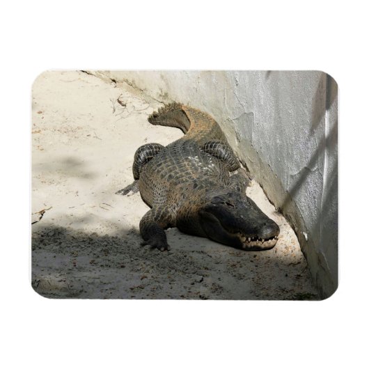 Alligator, Fort Lauderdale, Florida Magnet (Horizontal)
