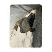 Alligator, Fort Lauderdale, Florida Magnet (Vertikal)