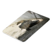 Alligator, Fort Lauderdale, Florida Magnet (Linke Seite)