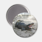 Alligator, Fort Lauderdale, Florida Magnet (Vorderseite/Rückseite)