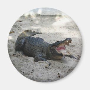 Alligator, Fort Lauderdale, Florida Magnet