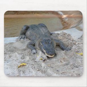 Alligator, Fort Lauderdale, Florida Mousepad
