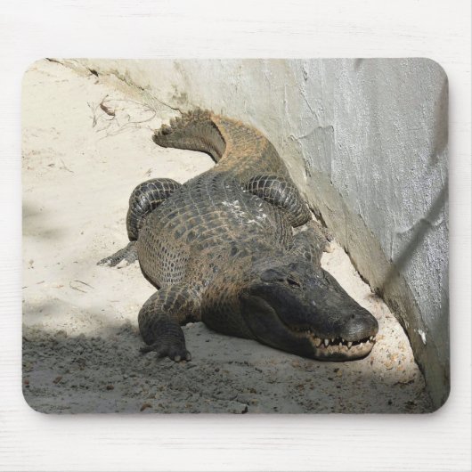 Alligator, Fort Lauderdale, Florida Mousepad (Vorne)