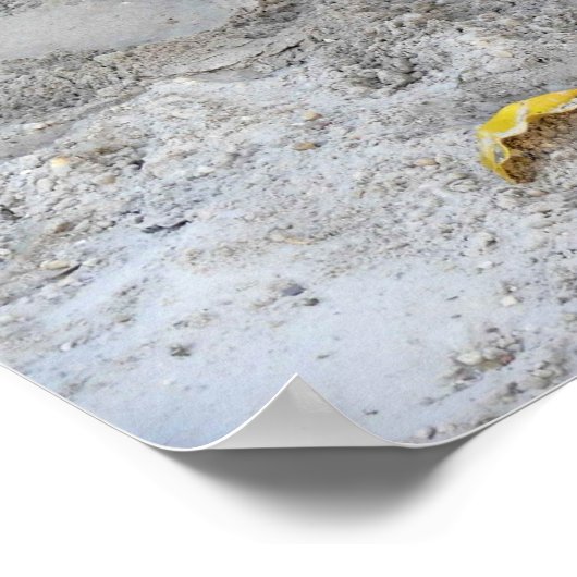 Alligator, Fort Lauderdale, Florida Poster (Ecke)