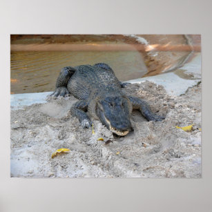 Alligator, Fort Lauderdale, Florida Poster