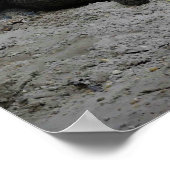 Alligator, Fort Lauderdale, Florida Poster (Ecke)