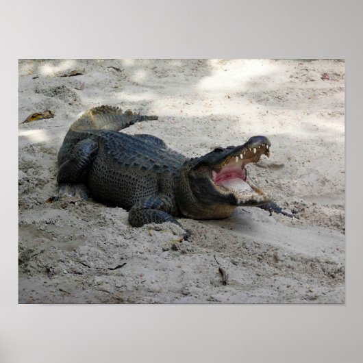 Alligator, Fort Lauderdale, Florida Poster (Vorne)