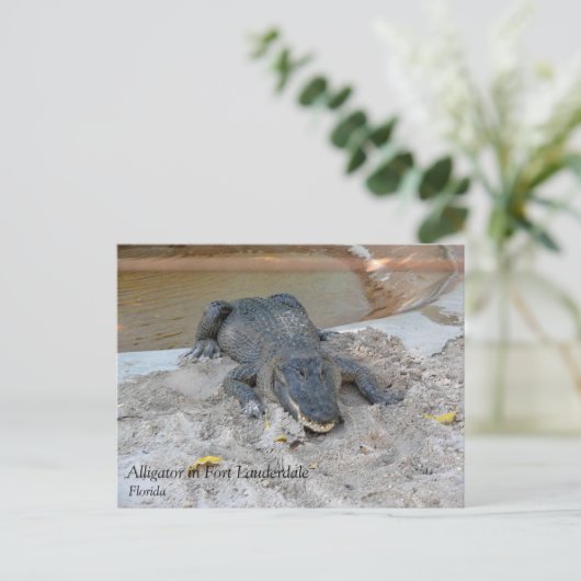 Alligator, Fort Lauderdale, Florida Postkarte (Stehend Vorderseite)