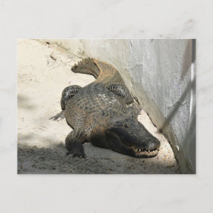 Alligator, Fort Lauderdale, Florida Postkarte